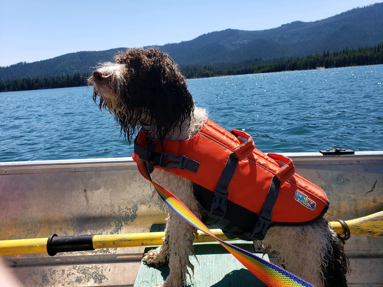 HufflePuff on the boat